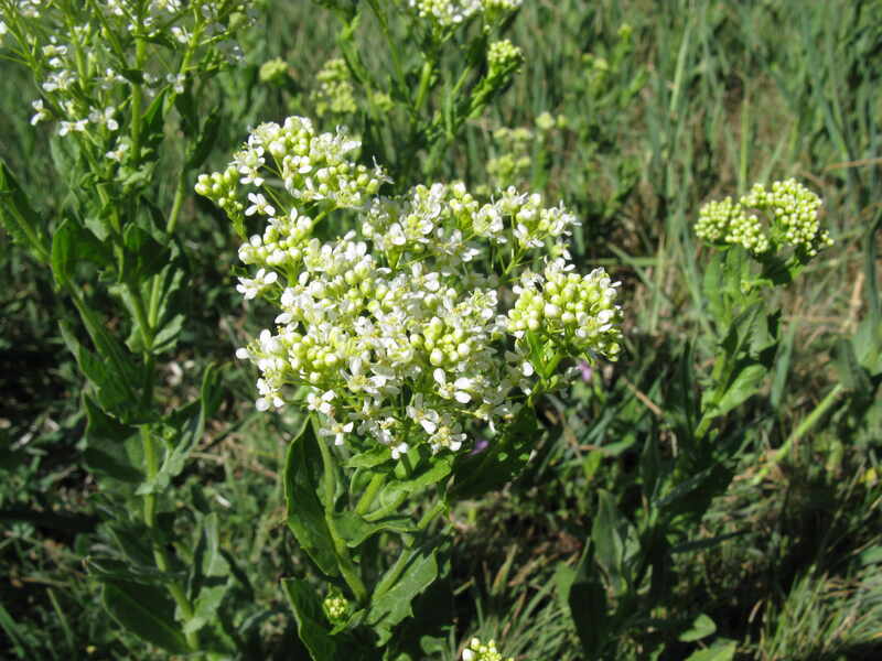 closeup image of hoary cress whitetop