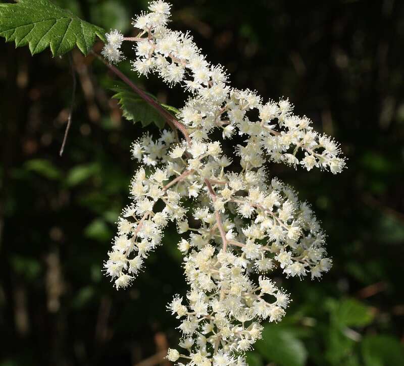 Beautiful white color flowers of creambush oceanspray