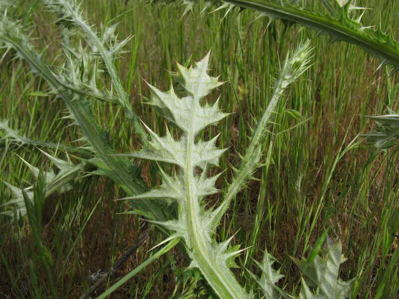 closeup image of Italian Thistle