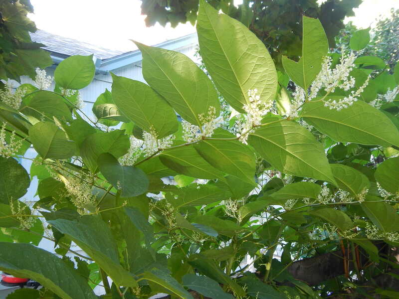 closeup image of Japanese Knotweed