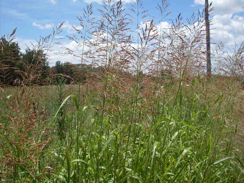 closeup image of Johnsongrass