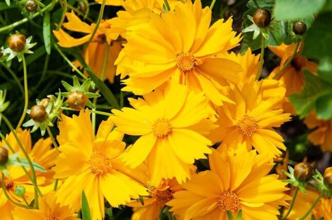 Lanceleaf Coreopsis