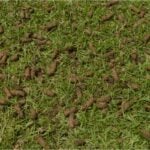 When to Aerate Lawns in Texas