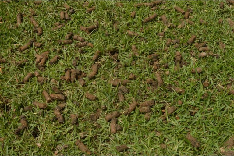 aeration of warm season grass
