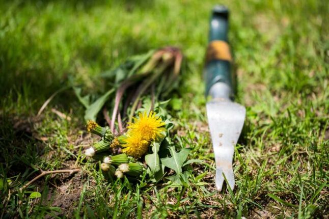 Weed and a manual weeding tool on a lawn