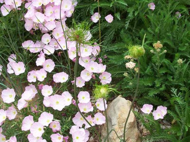 Mexican Evening Primrose