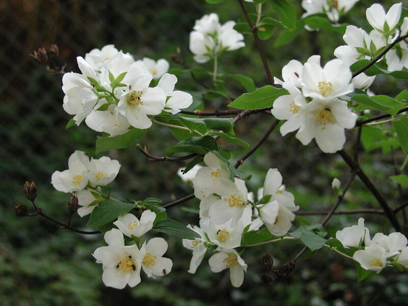 white colored flowers on a plant