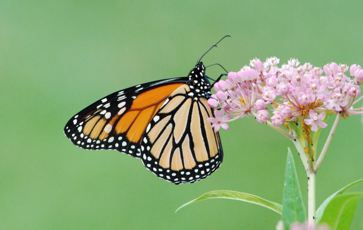 Monarch Butterfly on Swamp Milkweed