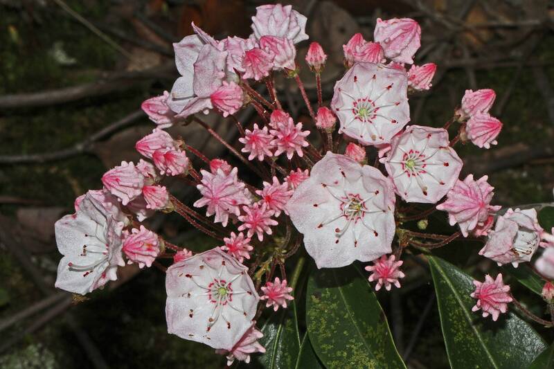 Pink and white Mountain Laurel