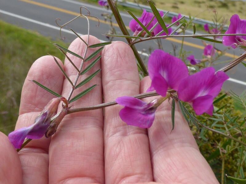 closeup image of narrowleaf vetch