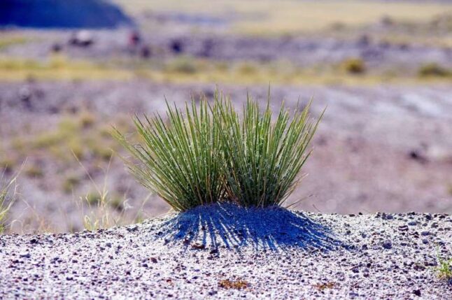 Narrowleaf Yucca