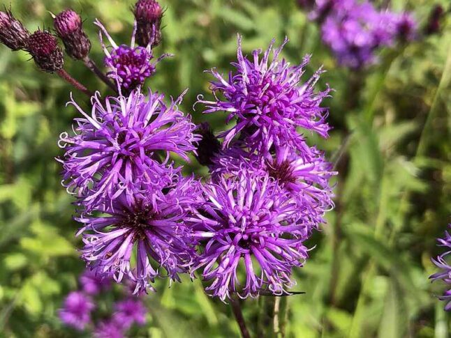 New York Ironweed