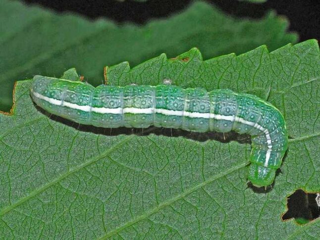 Cutworm caterpillar close-up