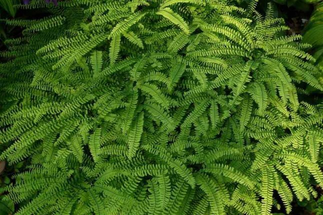 Northern Maidenhair Fern