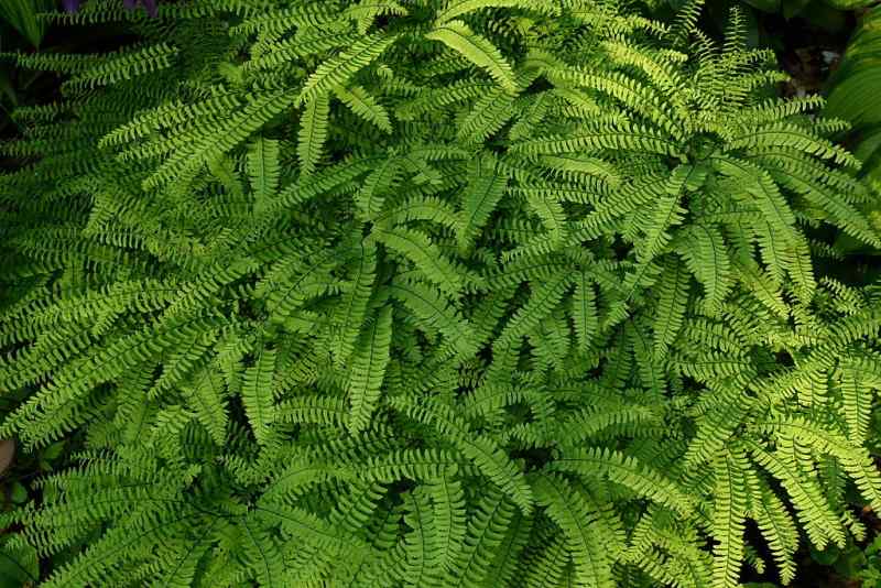 A graceful Northern Maidenhair Fern (Adiantum pedatum) with radiating fan-shaped fronds and delicate, segmented leaflets on dark stems.