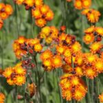 31 Most Common Weeds in Washington State: How to Identify and Control Them
