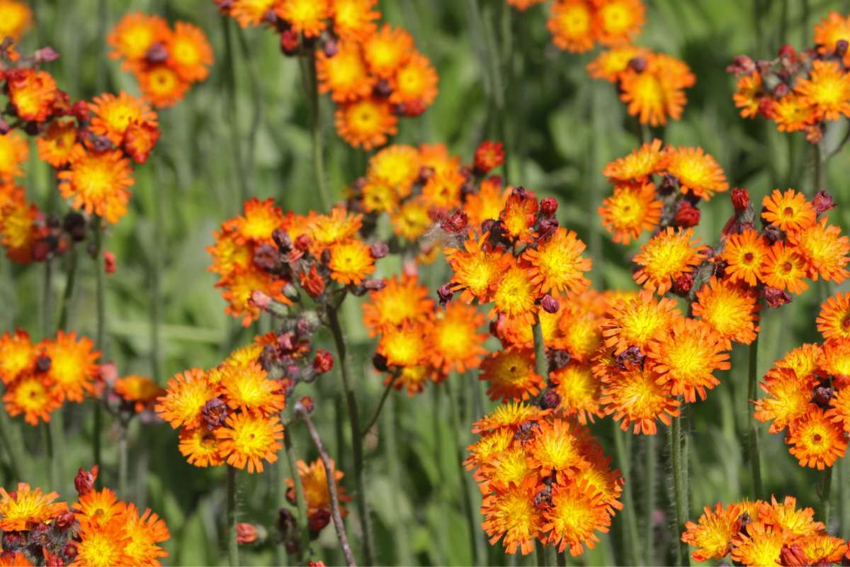 group of orange colored flowers