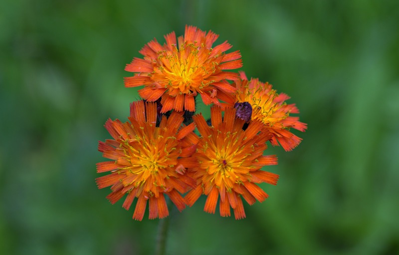 closeup image of Orange Hawkweed