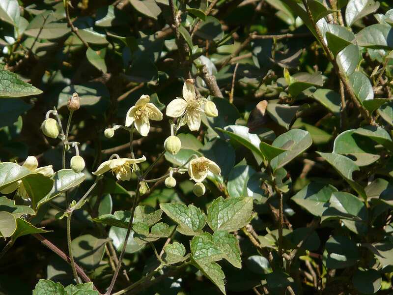 closeup image of Oriental Clematis