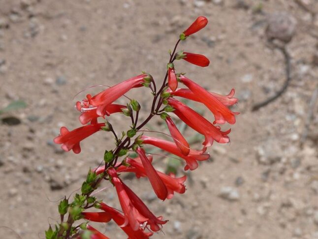 Parry’s penstemon