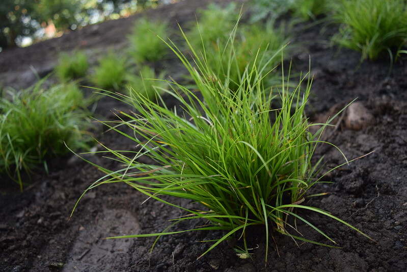 Pennsylvania Sedge (Carex pensylvanica)