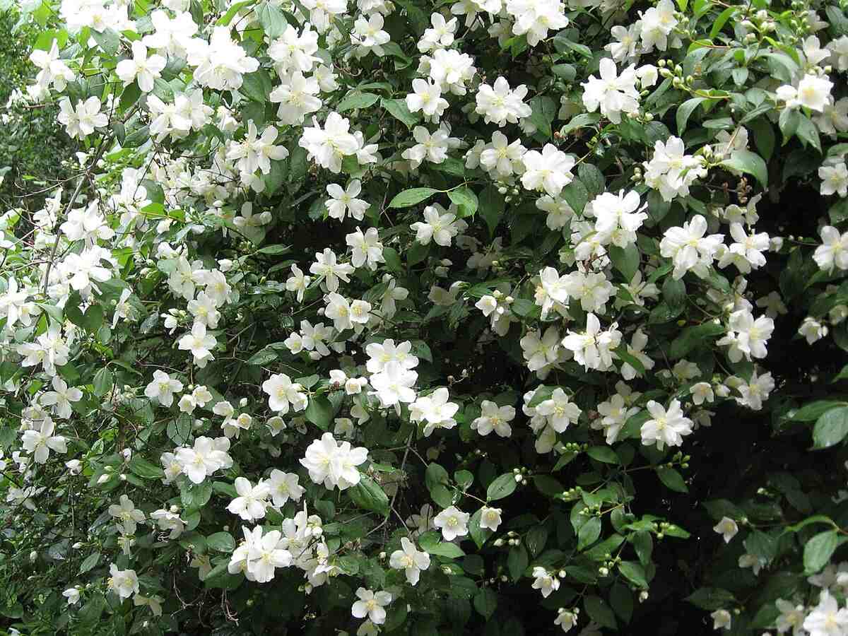 Beautiful white color flowers of mock orange