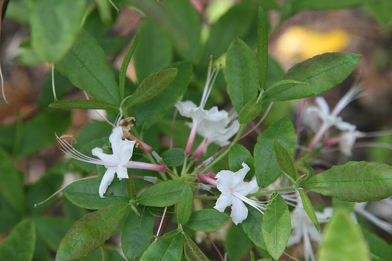 small white flowers Piedmont Azalea flowers