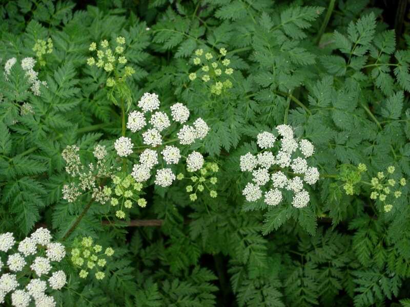 Closeup of poison hemlock with white flower clusters