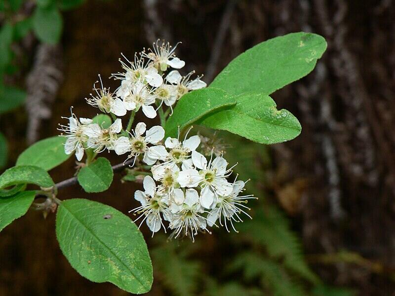Close up of white colored flowers of bitter cherry 