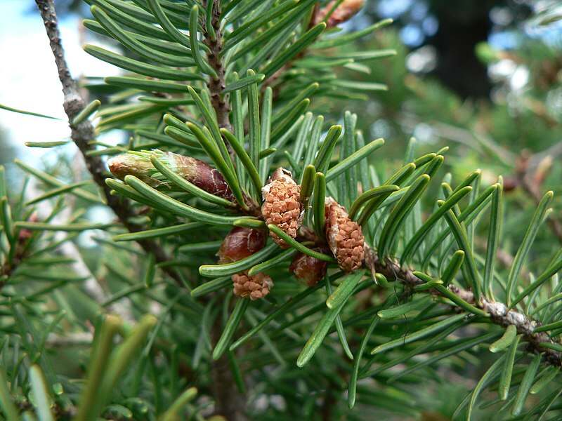 Beautiful close up of douglas fir plant