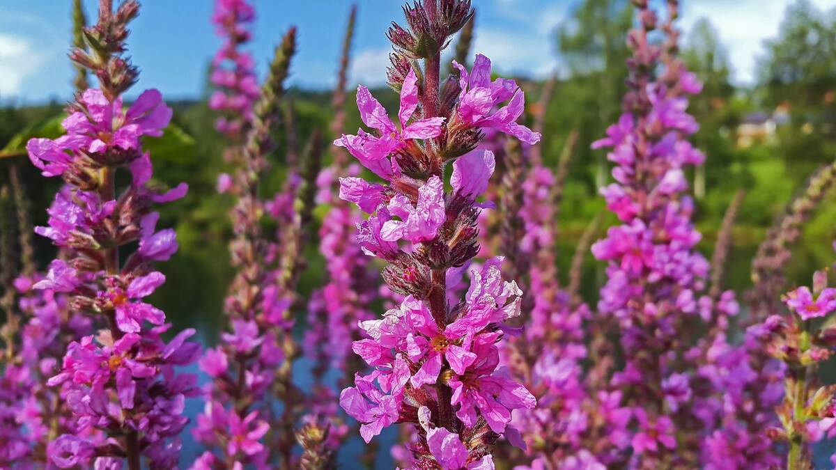 group of purple flowers in a garden