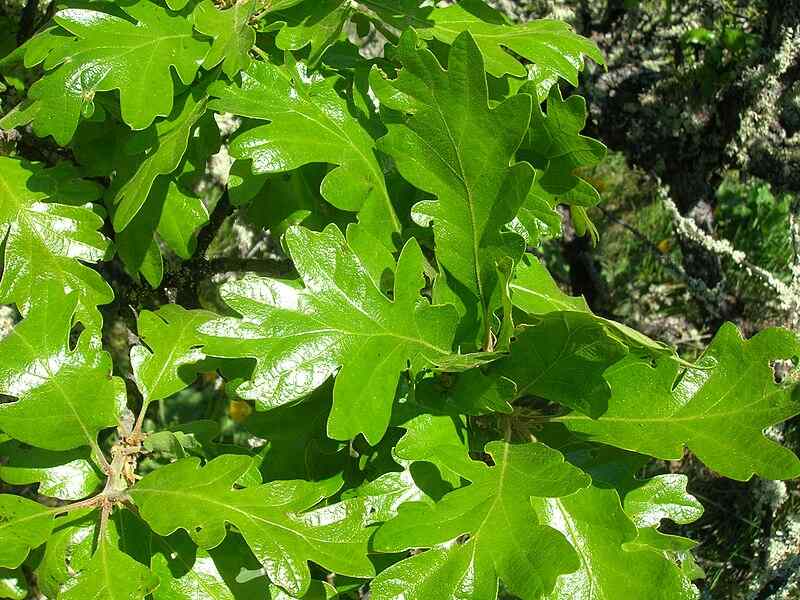 Beautiful green colored leaves of oregon white oak