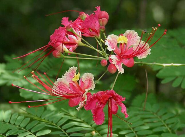 Red Bird of Paradise