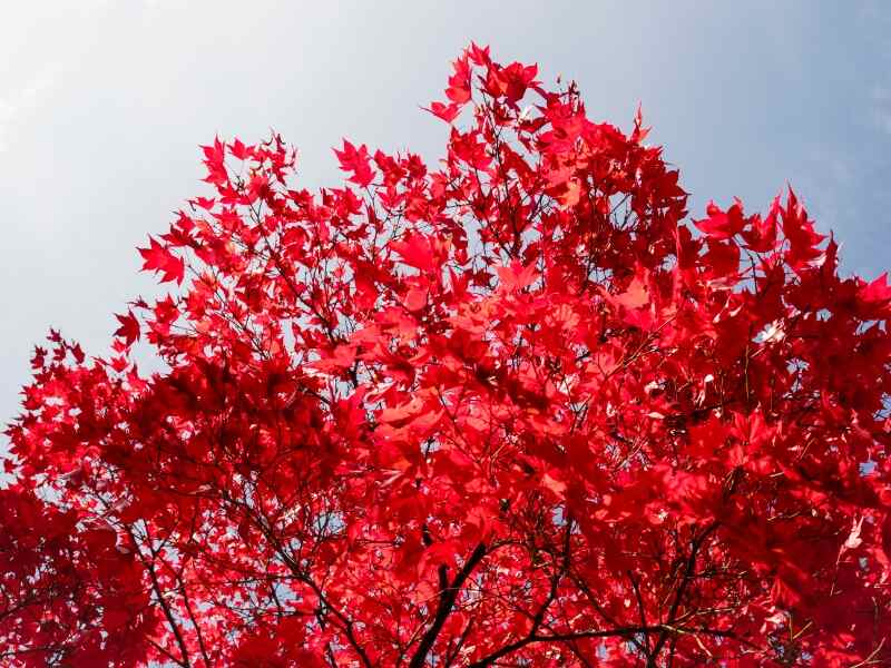 Red Maple tree (Acer rubrum) 