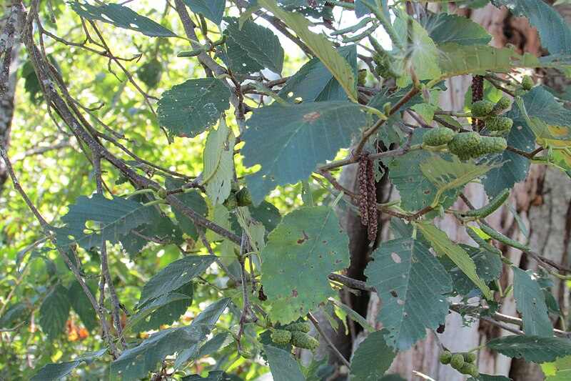 Beautiful green colored leaves of red alder plant