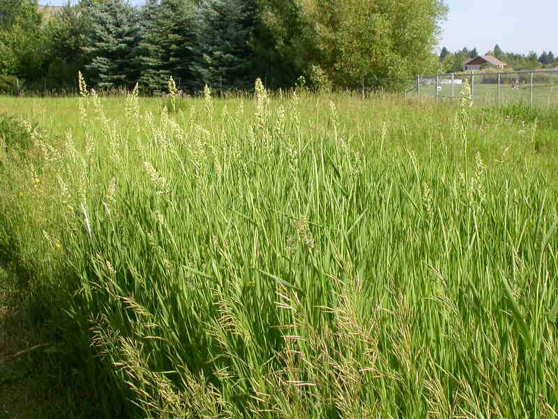 image of Reed-Canarygrass on ground 