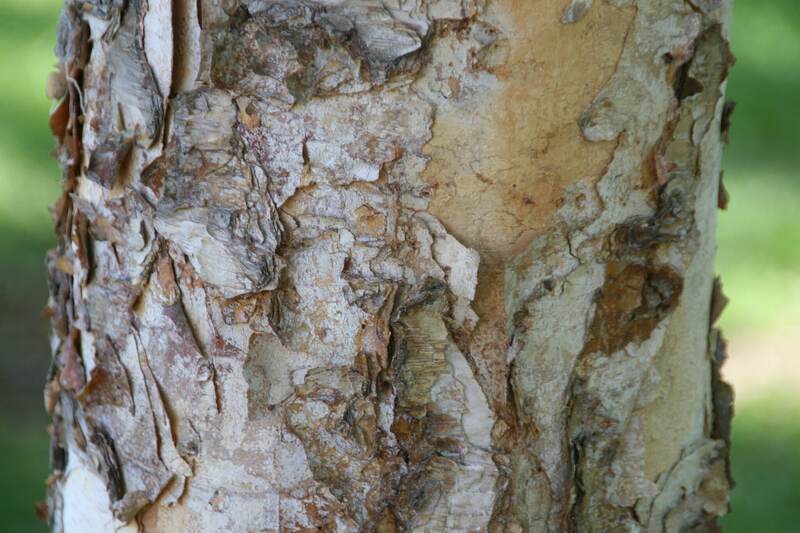 River Birch (Betula nigra)