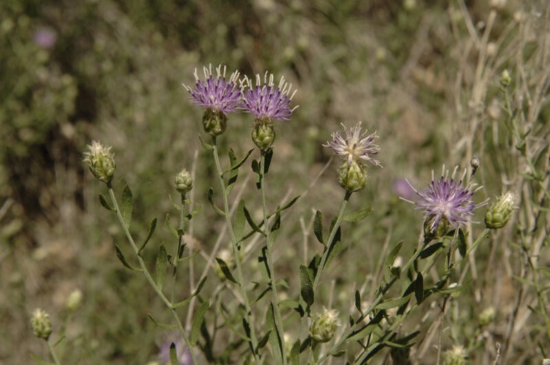 image of Russian Knapweed