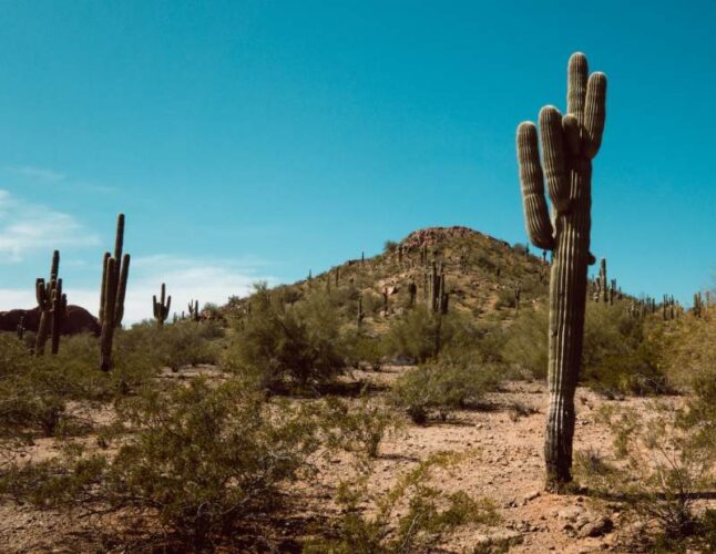 Saguaro Cactus