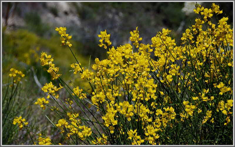 closeup image of Scotch Broom