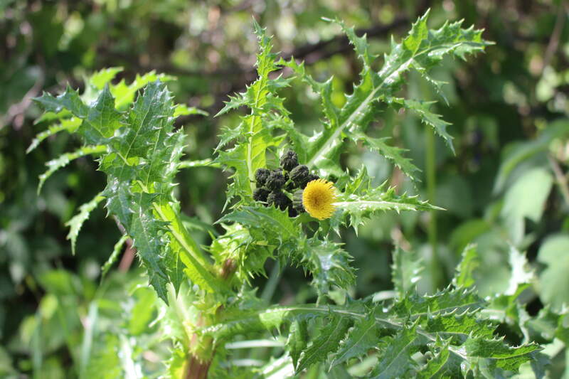 closeup image of a green colored plant