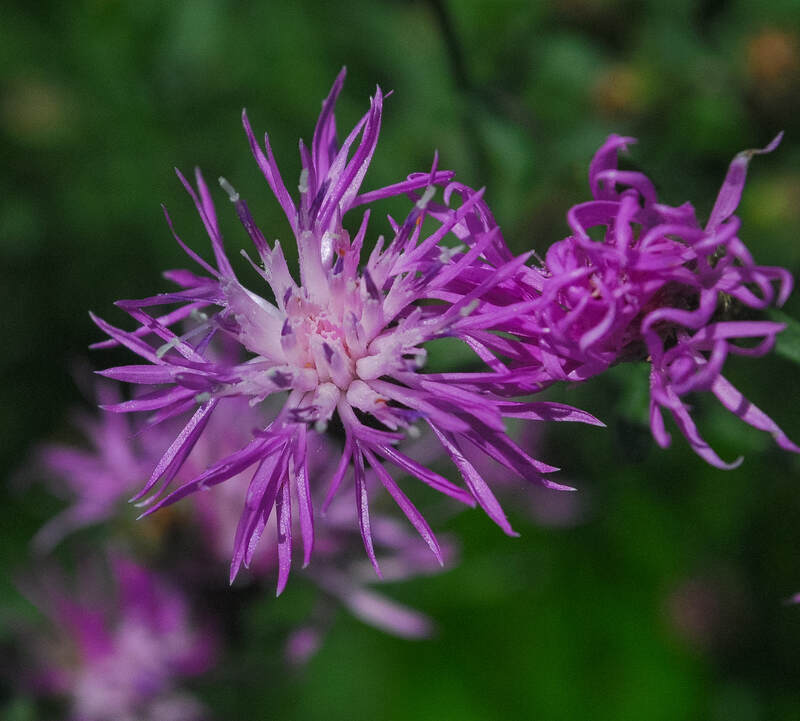 purple colored flowers on a plant