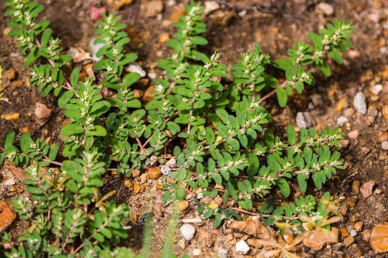 closeup image of spotted spurge
