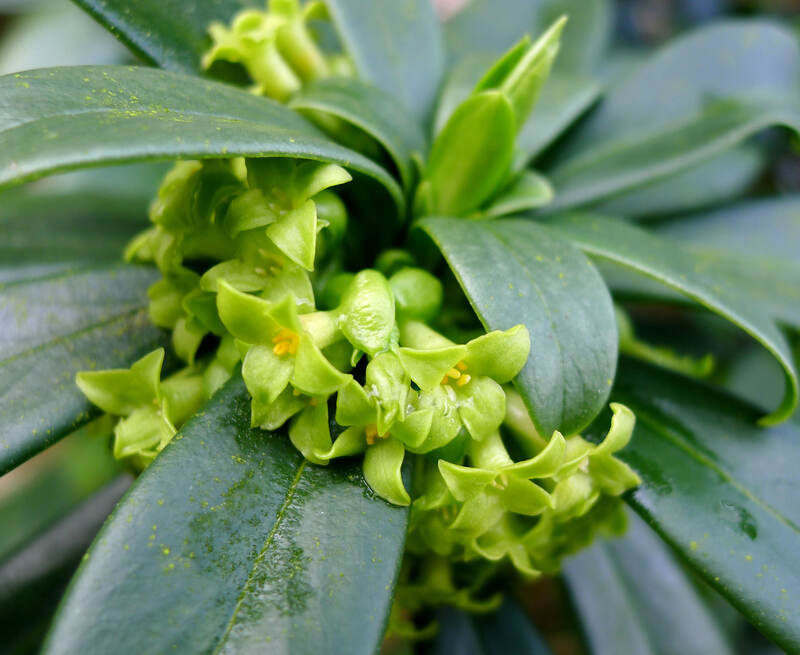 green colored leaves of a plant
