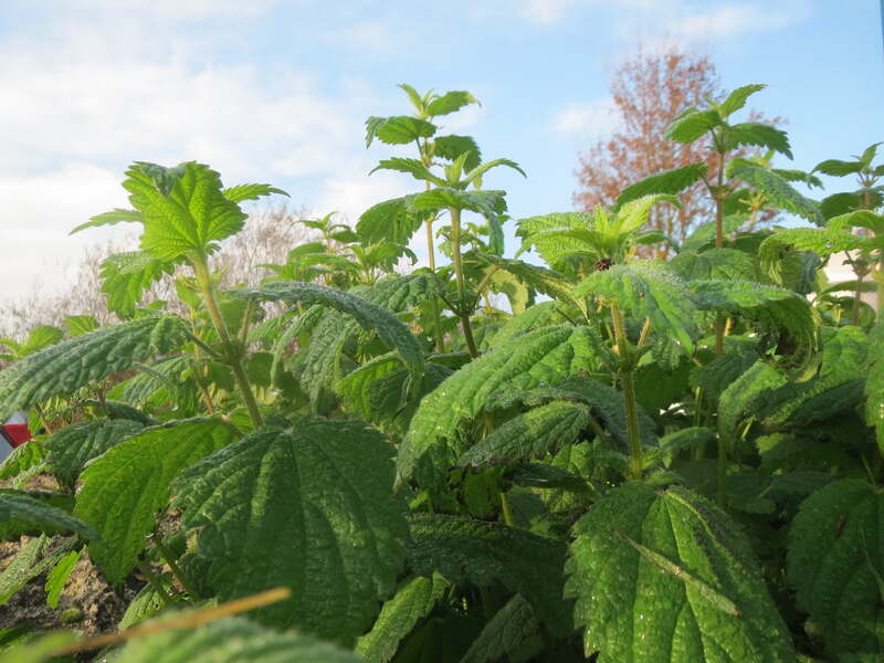 closeup image of stinging nettle