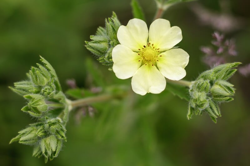 closeup image of Sulfur-Cinquefoil