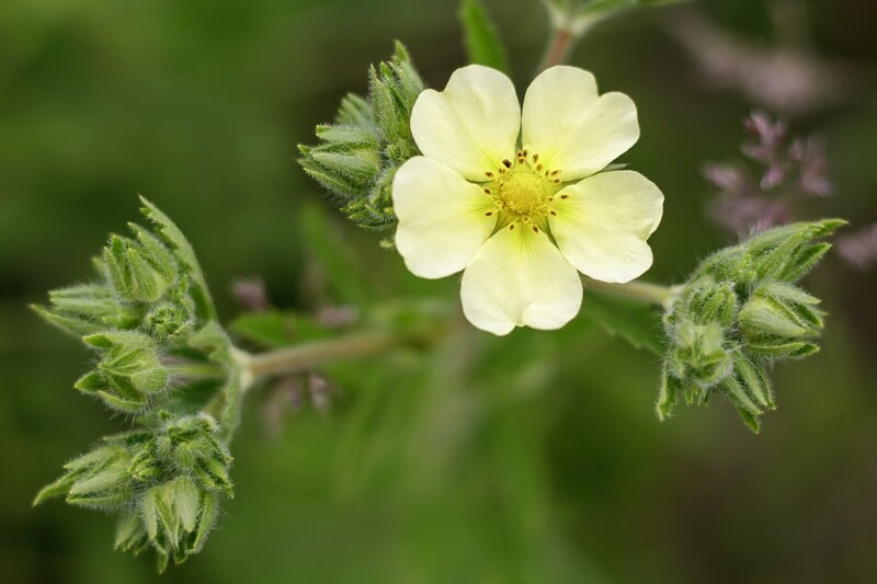 closeup image of Sulfur-Cinquefoil