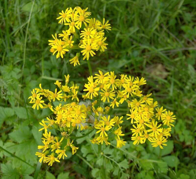 yellow flowers on a plant