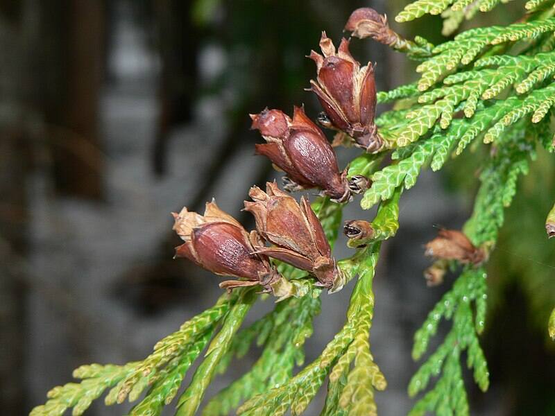 Close up of beautiful western red cedar plant