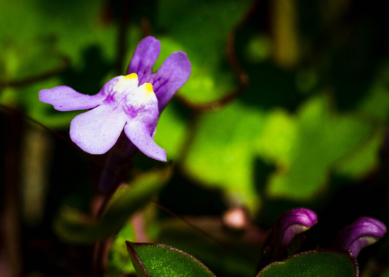 purple colored flowers on a plant